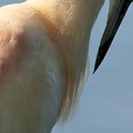 IMG_7697 Lissage des plumes